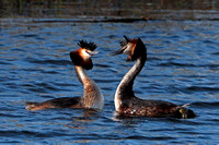 Great crested grebe - Podiceps crystatus