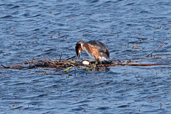Great crested grebe - Podiceps crystatus