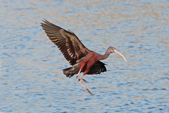 Glossy ibis - Plagadis falcinellus