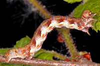 Mottled umber moth caterpillar
