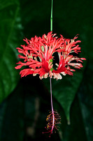 Red lantern - Hibiscus schizopetalus