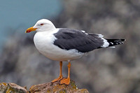 Lesser black backed gull - Larus fucus