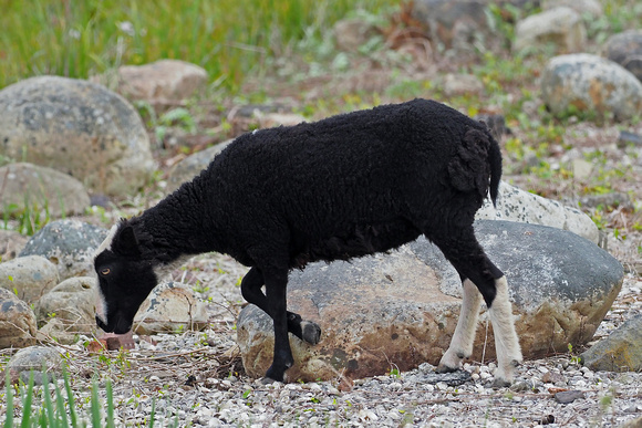 Shetland sheep - Ovis aries