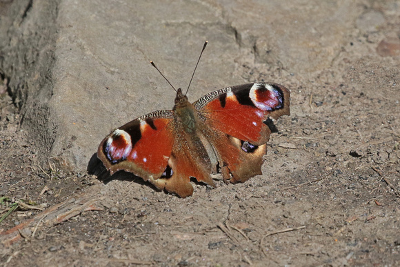 Peacock butterfly - Inachis io