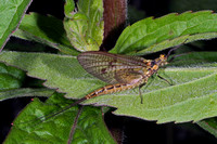 Mayfly - Ephemera danica
