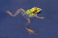 Iberian marsh frog