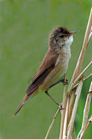 Reed warbler - Acrocephalus scirpacus
