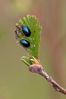 Alder leaf beetle - Agelastica alni