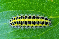Five spot burnet caterpillar