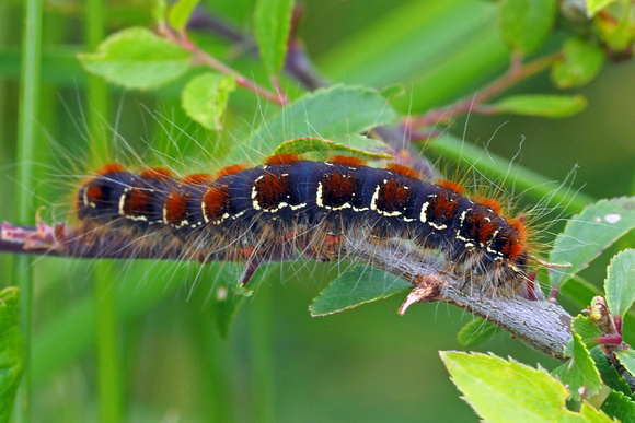 Small eggar caterpillar - Eriogaster lanestris