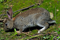 Rabbit - Oryctolagus cunniclus