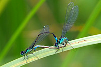 Blue tailed damselfly - Ischnura elgans