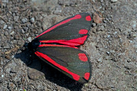 Cinnabar moth - Tyria jacobaeae