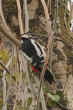Great spotted woodpecker - Denrocopos major
