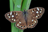 Speckled wood - Pararge aegeria