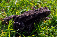 Common toad - Bufo bufo