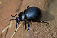 Bloody nosed beetle - Timarcha tenebricosa