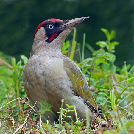 Green woodpecker - Picus viridus