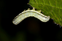 Hebrew character caterpillar