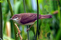 Reed warbler - Acrocephalus scirpacus
