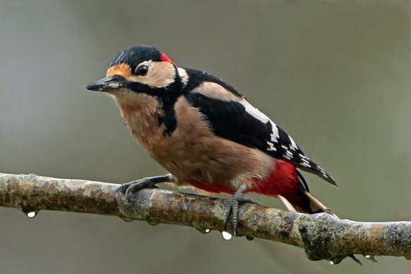 Great spotted woodpecker - Denrocopos  major