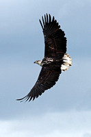 African fish eagle - Haliaeetus vocifer