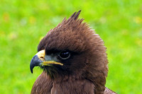 Wahlberg's eagle