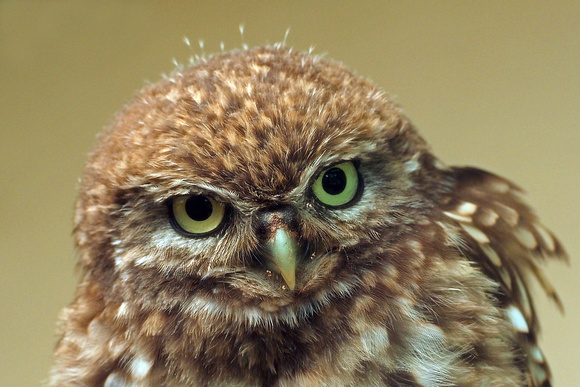 Little owl - Athene noctua