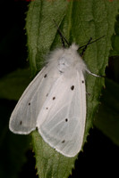 May 14 -White ermine moth