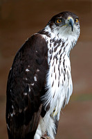 African hawk eagle - Aquila spilogaster