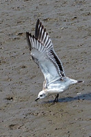 Mediterranean gull - Ichthaetus melanocephal