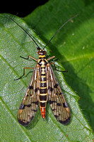 Scorpion fly - Panopa communis