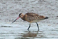 Bar tailed godwit - Limosa lapponica
