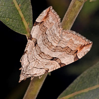 Treble bar moth