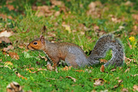 Grey squirrel - Sciurus carolinensis