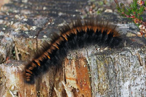 Fox moth caterpillar - Macrothylacia rubi