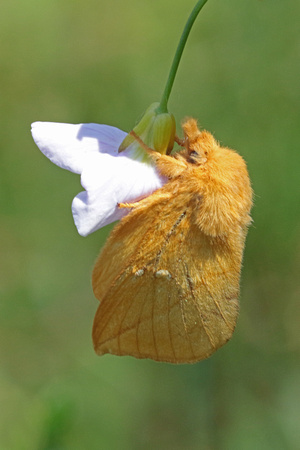Drinker moth - Euthrix potatoria