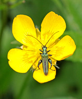 Thick legged flower beetle - Oedemera noblis