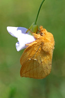 May 21 - Drinker moth
