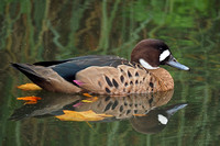 Bronze winged duck