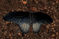 Large black swallowtail butterfly