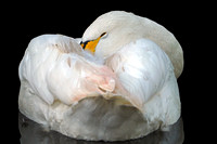 Bewick's swan - Cygnus columbianus
