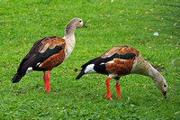 Orinoco goose - Speculanas specularis