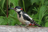 Great spotted woodpecker - Denorocopos major