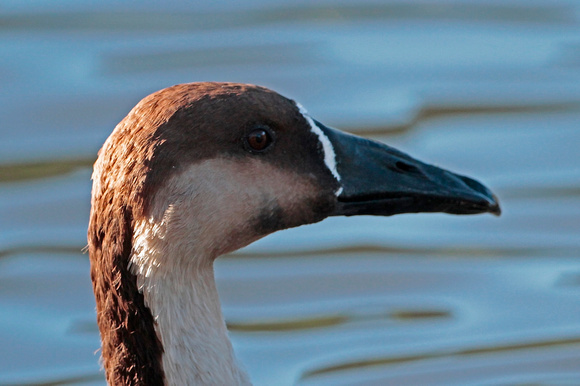 Swan goose - Anser cygnoides