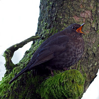 Blackbird - Turdus merula