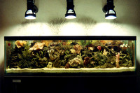 Reef tank 2