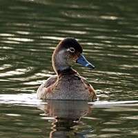 Ring necked duck  Aythya collaris