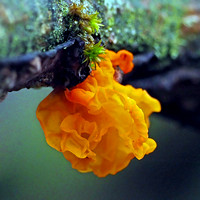 Yellow brain fungi - Tremella mesenterica