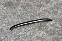 Black millipede - Tachypodoiulus niger